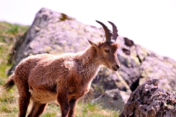 Alpine ibex (Capra ibex) in the French Alps - wildlife behavior and alpine nature