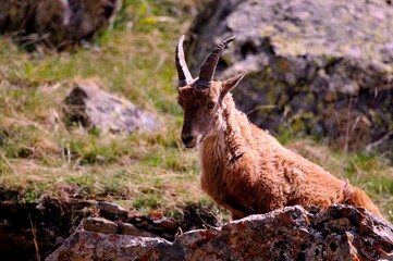 Alpine ibex (Capra ibex) in the French Alps - wildlife behavior and alpine nature