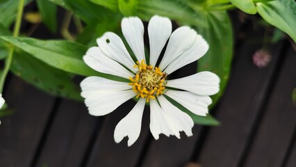 Close-up of a vibrant white zinnia flower in full bloom with a yellow crown center, captured in natural sunlight with a blurred garden background – perfect for floral, nature, and botanical themes.