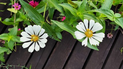 Close-up of a vibrant white zinnia flower in full bloom with a yellow crown center, captured in...