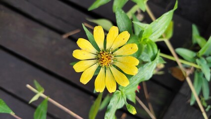 Close-up of a vibrant yellow zinnia flower in full bloom with a yellow crown center, captured in natural sunlight with a blurred garden background – perfect for floral, nature, and botanical themes.