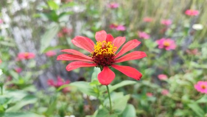 Close-up of a vibrant red zinnia flower in full bloom with a yellow crown center, captured in natural sunlight with a blurred garden background – perfect for floral, nature, and botanical themes.
