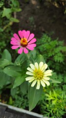 Close-up of a vibrant magenta zinnia flower in full bloom, captured in natural sunlight with a blurred garden background – perfect for floral, nature, and botanical themes.
