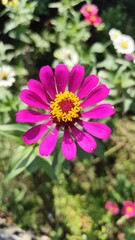 Close-up of a vibrant magenta zinnia flower in full bloom with a yellow crown center, captured in natural sunlight with a blurred garden background – perfect for floral, nature, and botanical themes.