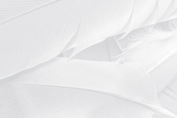 Gray white feather wooly pattern texture background
