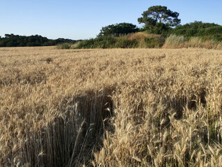 Wheat field in July in sunny evening light with blue sky and distant treeline. Farmland in summer...