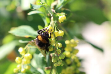 A Bumblebee is busily Pollinating Beautiful Yellow Flowers during the Spring Season