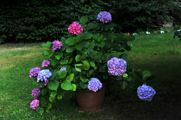 Gartenhortensie