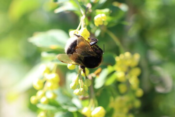 A Bumblebee is Actively Pollinating Vibrant Yellow Flowers During the Lovely Spring Season