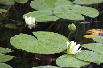 Beautiful and Serene Water Lilies Float Gracefully on the Tranquil Surface of the Pond