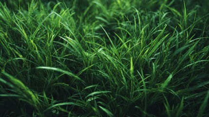 Lush green grass texture with vibrant natural tones and detailed blades