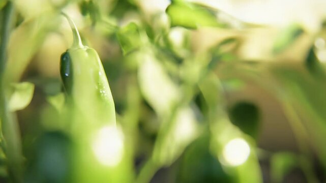 Jalapeno peppers growing on plant in sunlight