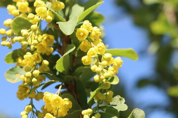 Obraz premium A Beautiful Display of Vibrant Yellow Flowers Blooms Against a Clear, Serene Blue Sky