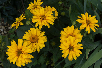 Heliopsis scabra ( Sommersonne, Sonnenauge) im Garten