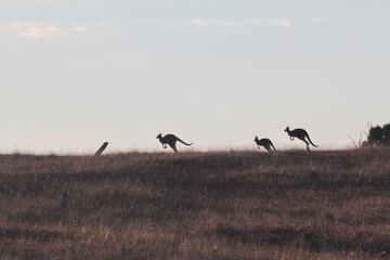 kangaroos, three