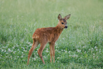 On a summer evening, a young Roe Deer (Capreolus capreolus) stands on lush green grass, its body turned sideways to the camera.