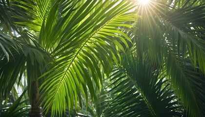 Fototapeta premium Lush green palm leaves bask in the sunlight, creating a serene tropical scene.