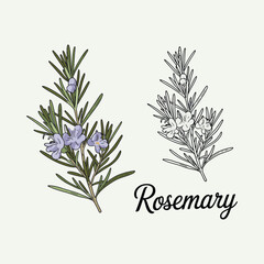Hand Drawn Rosemary Herb Illustration with Color and Line Art
