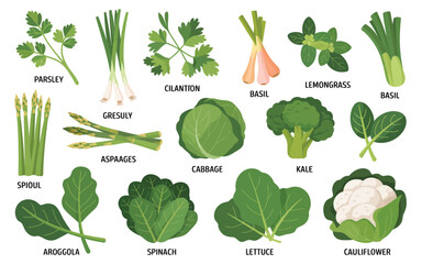 Collection of Fresh Green Vegetables and Herbs