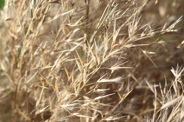 Dried Grass CloseUp Natures Beautiful Textures Captured in Excellent Focus and Detail