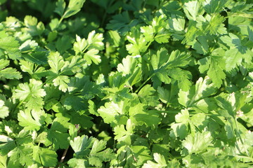 A CloseUp View of Fresh Green Cilantro Leaves That Captures Their Vibrant Essence