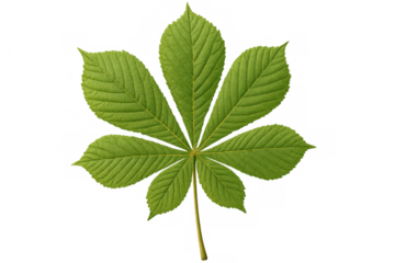 Horse chestnut leaf highlighting seven-fingered palmately compound structure, green foliage against transparent backdrop