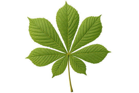 Horse chestnut leaf highlighting seven-fingered palmately compound structure, green foliage against transparent backdrop