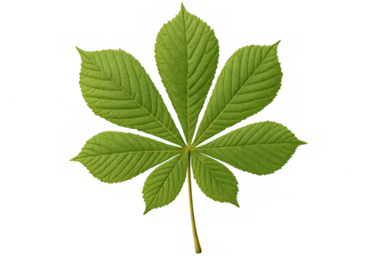Horse chestnut leaf highlighting seven-fingered palmately compound structure, green foliage against transparent backdrop