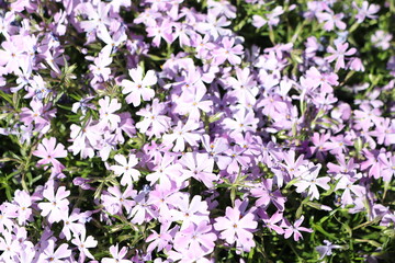 Obraz premium A Beautiful Cluster of Lavender Flowers in Full Bloom, Radiating Charm and Serenity