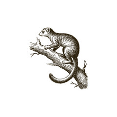 Obraz premium Vintage engraving woodcut Mongoose vector illustration art design