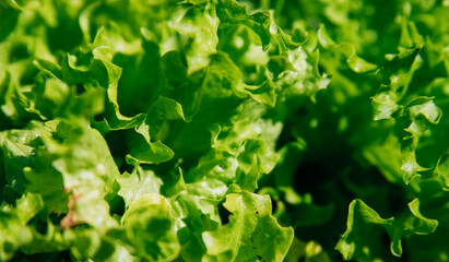 Green lettuce leaves in the garden. Natural background and texture. Organic farm. Healthy eating. Foods rich in vitamins. Agricultural industry.