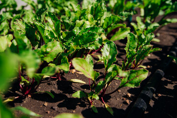 Green beet leaves with red stems. Beets in the garden. Young beets in the spring.