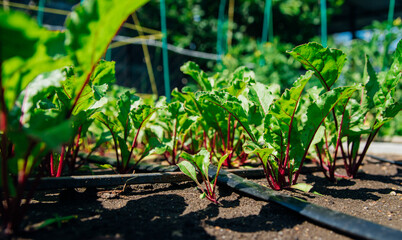 Green beet leaves with red stems. Beets in the garden. Young beets in the spring.