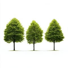 Three leafy green trees stand in a row against a bright white background.