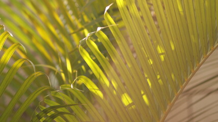 Play of shadow and light in the leaves of the tree