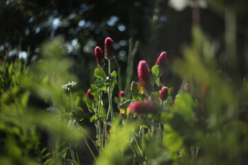 Surrounded by Spring, Bathed in Sunset