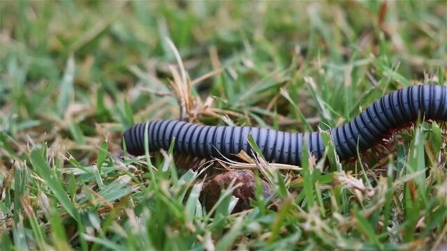 Macro close up footage of Millipede or Myriapod crawling on grasses, animal life, gait through movement of many legs that generates a traveling wave