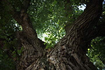 Under the Canopy of Spring Nature’s Perfect Backdrop