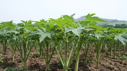 Naklejka premium Papaya plants in a field