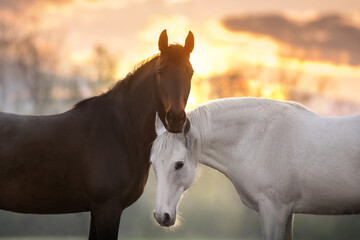 Couple horse communication