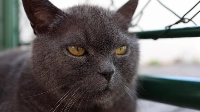 Gray cat stares directly with piercing amber eyes and a stern unblinking face radiating silent judgment and unshakable authority in a still powerful moment of feline dominance