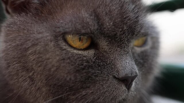Intense closeup of a gray cat's face showing its golden eyes and soft fur as it stares forward with a focused and slightly grumpy expression conveying quiet dominance and confidence