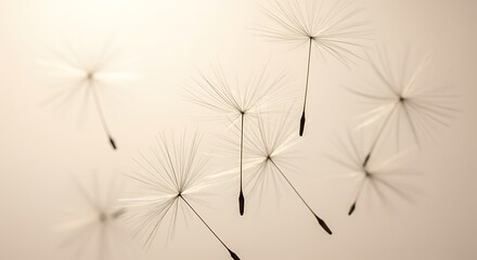 Dandelion Wishes: A Flight of Seeds