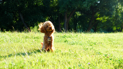 An Adorable Dog Playing Joyfully in a Lush Green Field Full of Life and Happiness