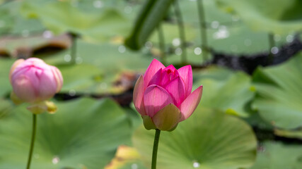 Close up of nelumbo nucifera - lotus flowers on a lake