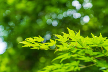 夏の森　カエデの葉が輝く01