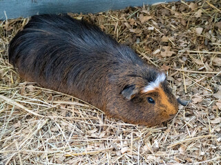 wild boar in nature in the grass