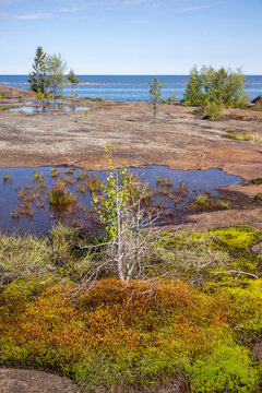 Schweden K&uuml;ste Wasser Vielfal Gew&auml;chse, Moose und Flechten Natur