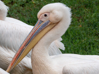 pelican in the zoo, wildn animal in the nature, pelicans
