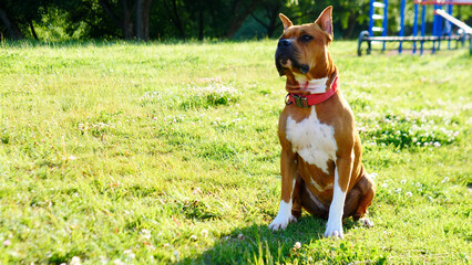 A Loyal and Devoted Dog Sitting Gracefully in a Beautiful Sunny Park on a Warm Day